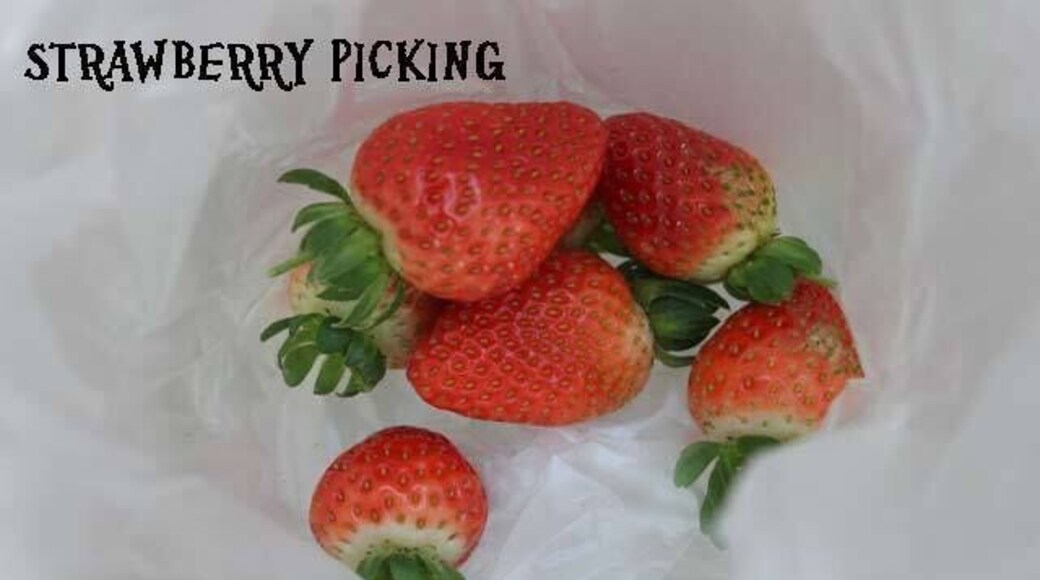 Ricardoes Tomatoes is a fun destination for all the family. Eat a fresh and wholesome lunch at the cafe, followed by strawberry picking. Don’t forget to buy some fresh tomatoes and lettuce for your evening salad.