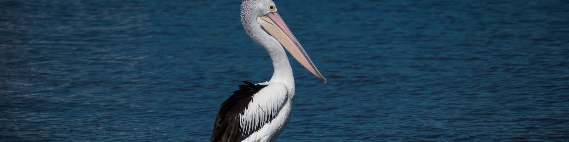 Saratoga and Davistown, Central Coast, NSW, Australia