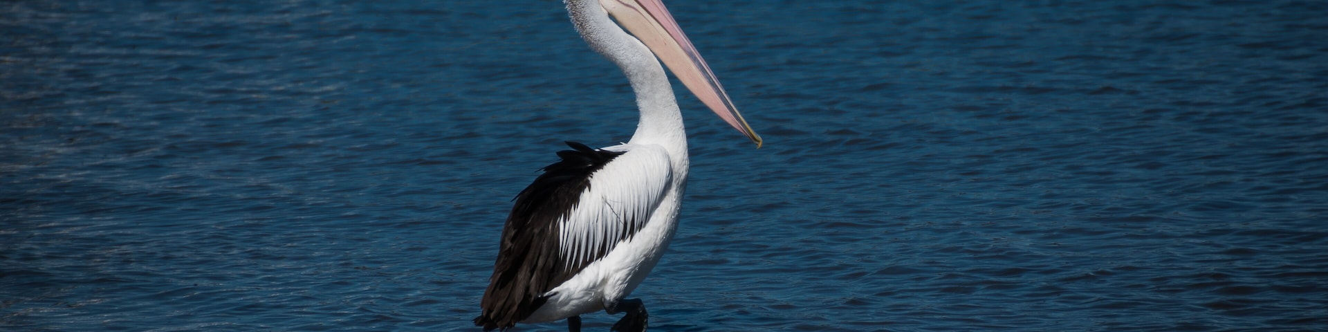 Saratoga and Davistown, Central Coast, NSW, Australia