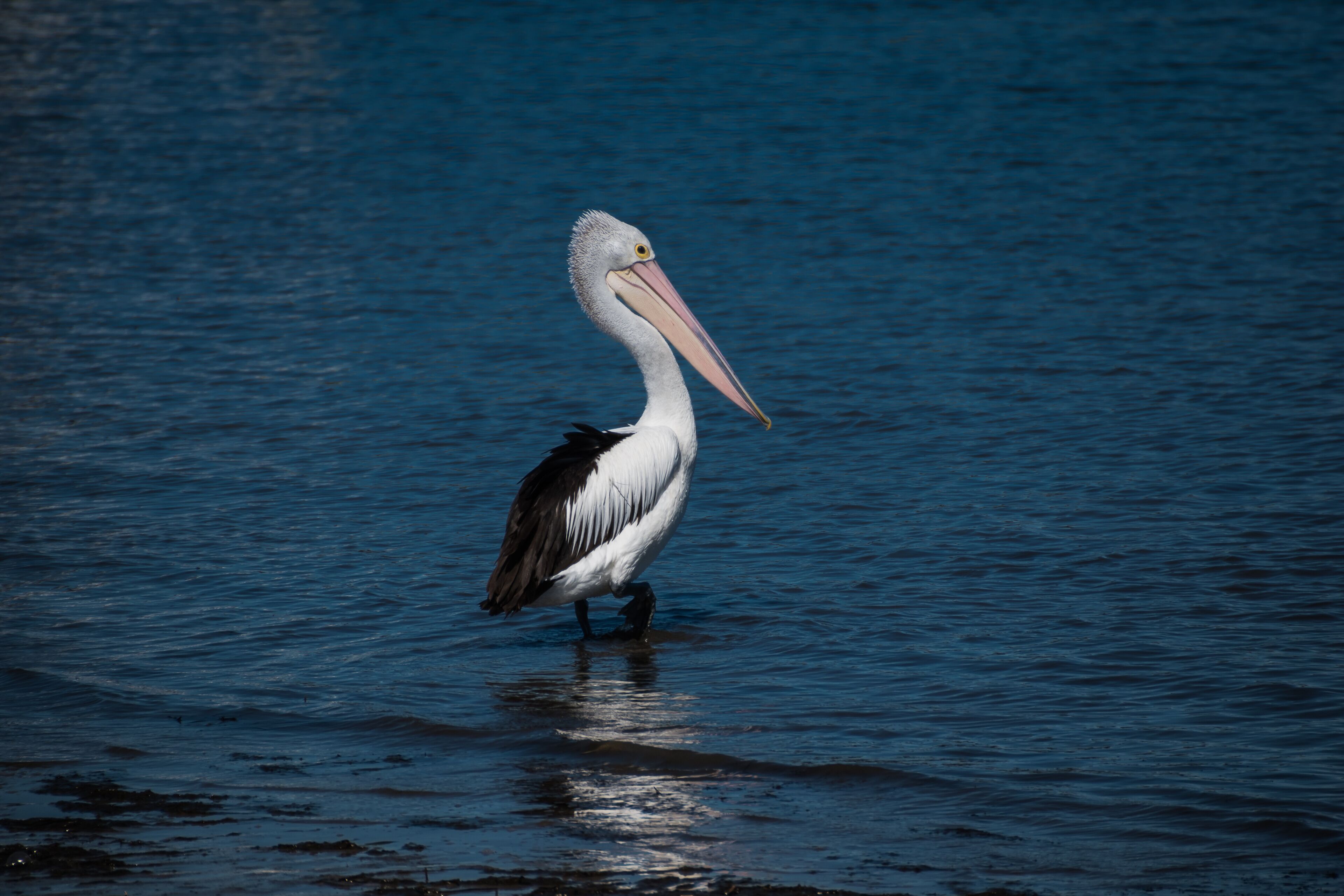 A pelican standing in calm water.