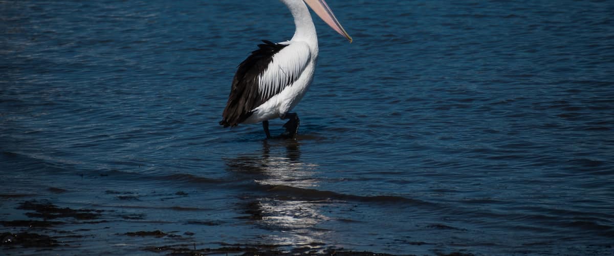 A pelican standing in calm water.