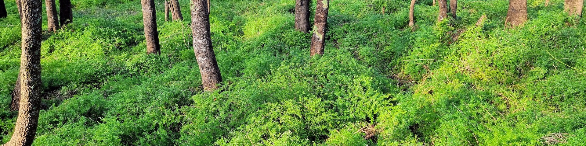 Uma floresta densa com árvores altas e vegetação verdejante.