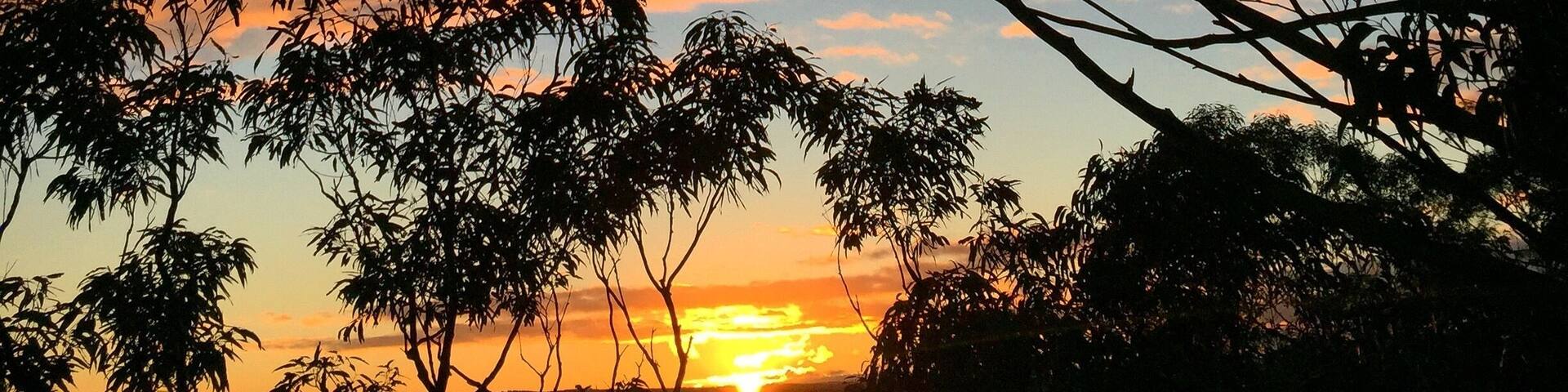 A sunset with silhouettes of trees against a colorful sky.