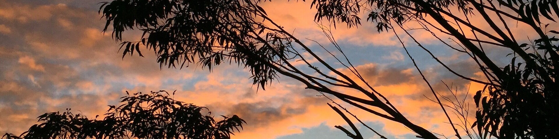 Un atardecer con siluetas de árboles contra un cielo colorido.