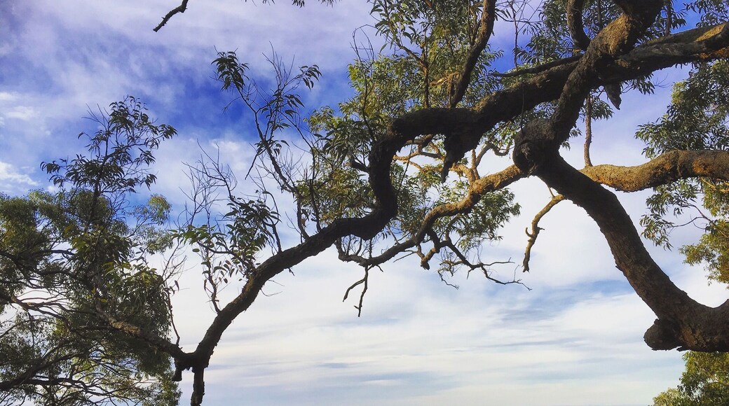 Foot of the Blue Mountains, Sydney 👌🏼