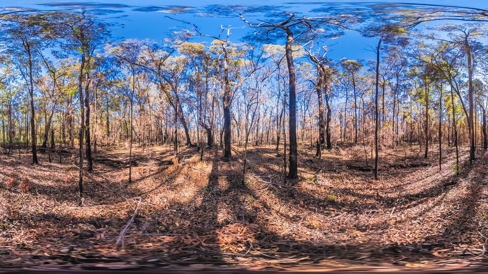 Spherical panoramic photograph of trees burnt by bushfire in the Blue Mountains