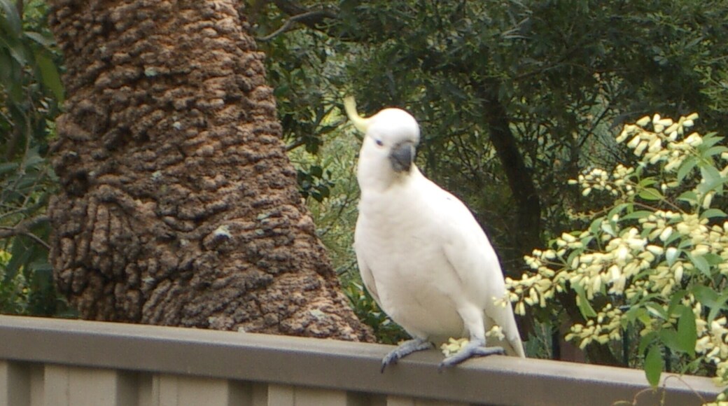 Kareela is a bushy area, an Eden for the birds and pets.