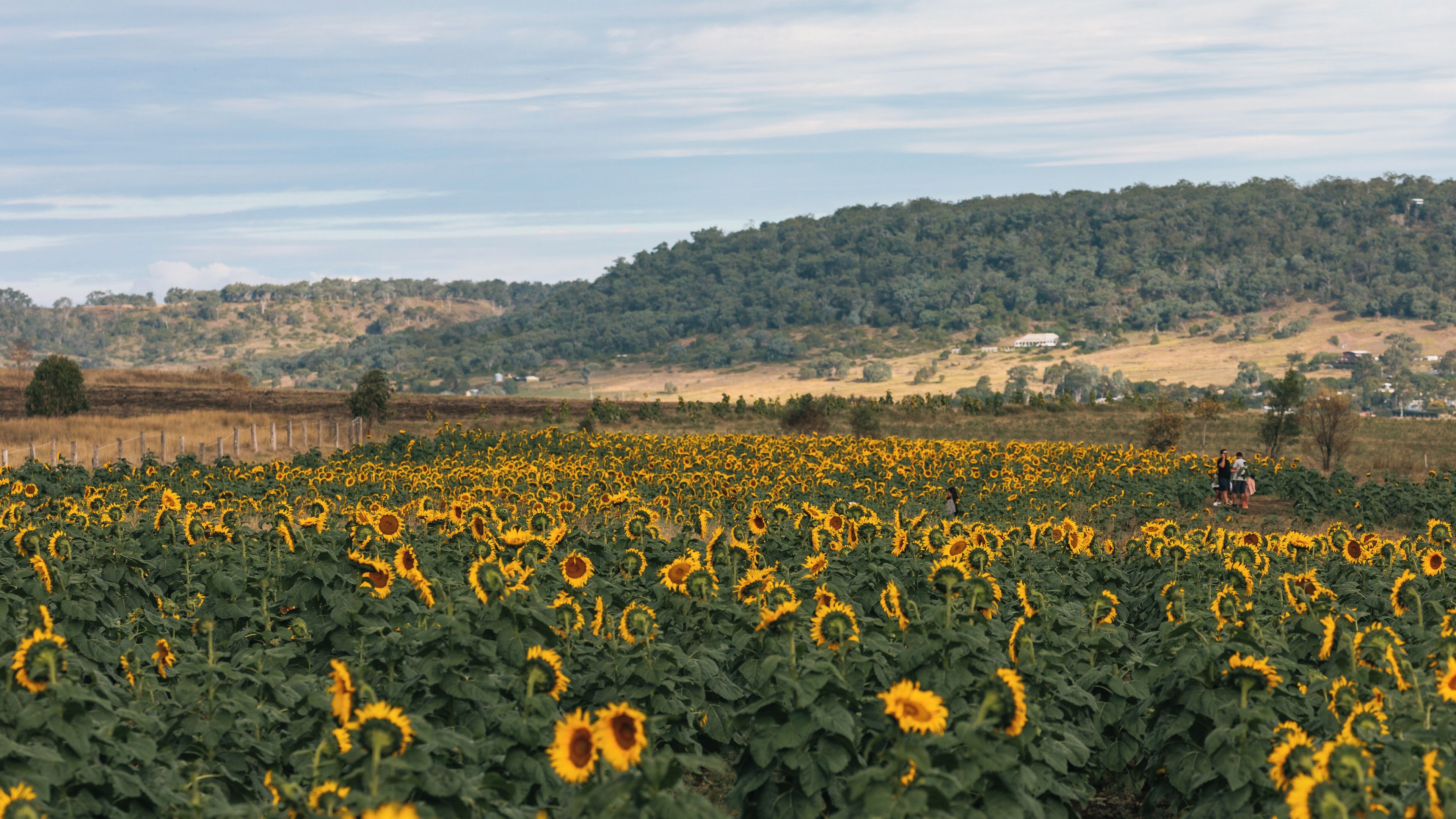 Een zonnebloemenveld met een glooiend landschap op de achtergrond.