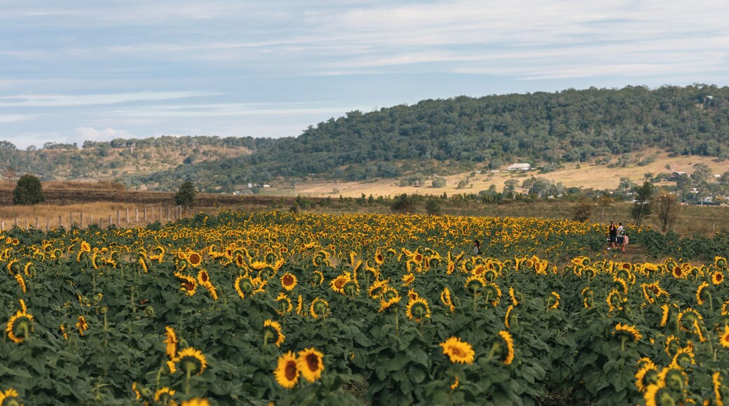 Een zonnebloemenveld met een glooiend landschap op de achtergrond.