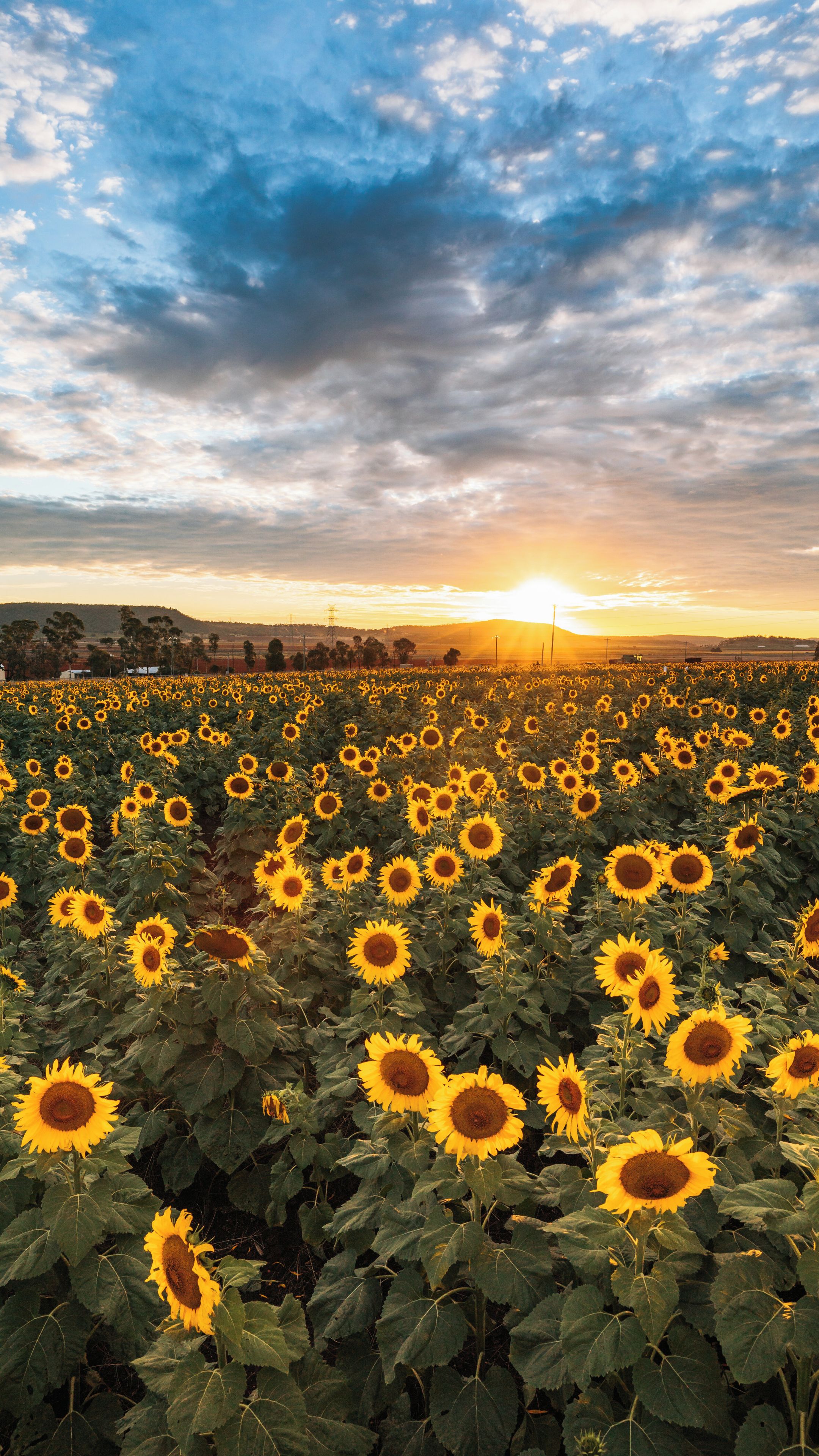Een zonnebloemenveld in het zonlicht bij zonsondergang, met een bewolkte lucht.