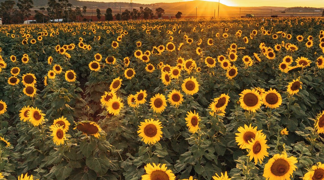 Een zonnebloemenveld in het zonlicht bij zonsondergang, met een bewolkte lucht.