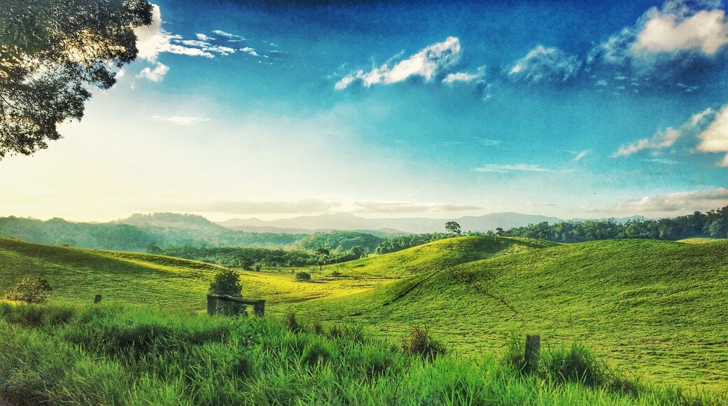 Sweet spot on a track off the road to the Cathedral Fig Tree in the Tablelands FNQ, Australia. Lush, #green, quiet, a slice of heaven. #Green #australia #queensland