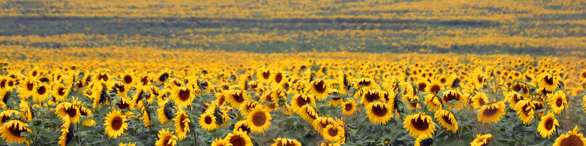 Un champ de tournesols avec un paysage vallonné en arrière-plan.