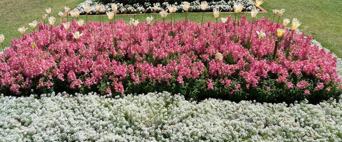 Beautiful gardens and floral display in Queens Park during Toowoomba's Carnival of Flowers