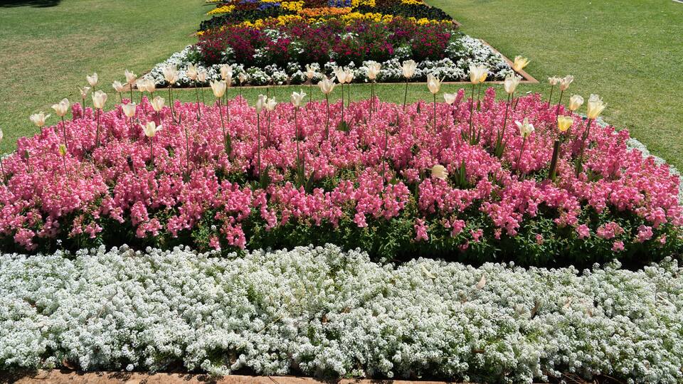 Beautiful gardens and floral display in Queens Park during Toowoomba's Carnival of Flowers