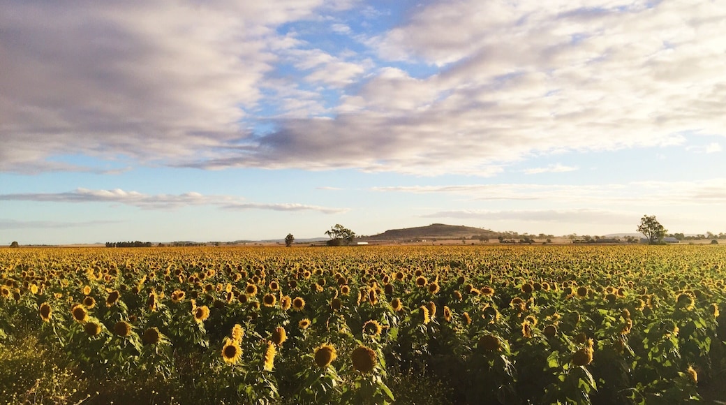 The places you find in your own backyard... #blue and #yellow #sunflowers #australia
