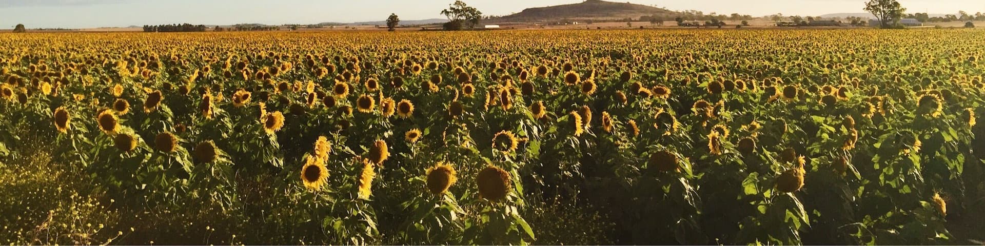 The places you find in your own backyard... #blue and #yellow #sunflowers #australia