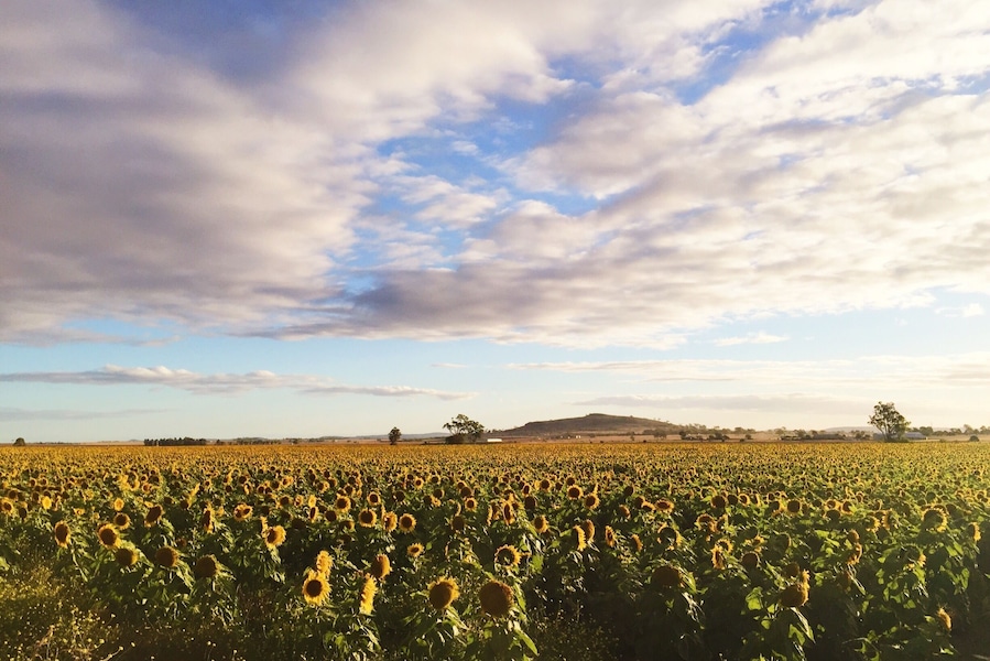 The places you find in your own backyard... #blue and #yellow #sunflowers #australia