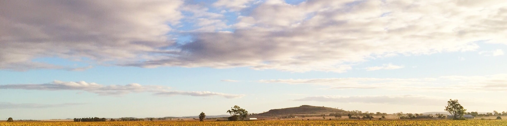 The places you find in your own backyard... #blue and #yellow #sunflowers #australia