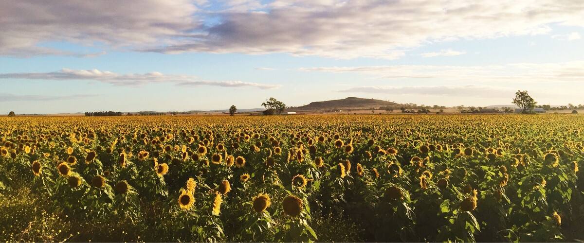 A sunflower field under a partly cloudy sky.