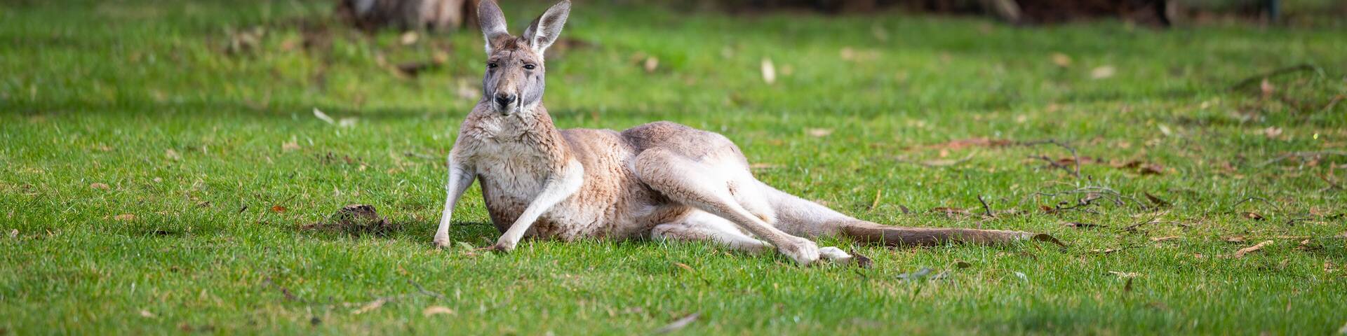 Large grey Kangaroo at a wildlife conservation park near Adelaide, South Australia