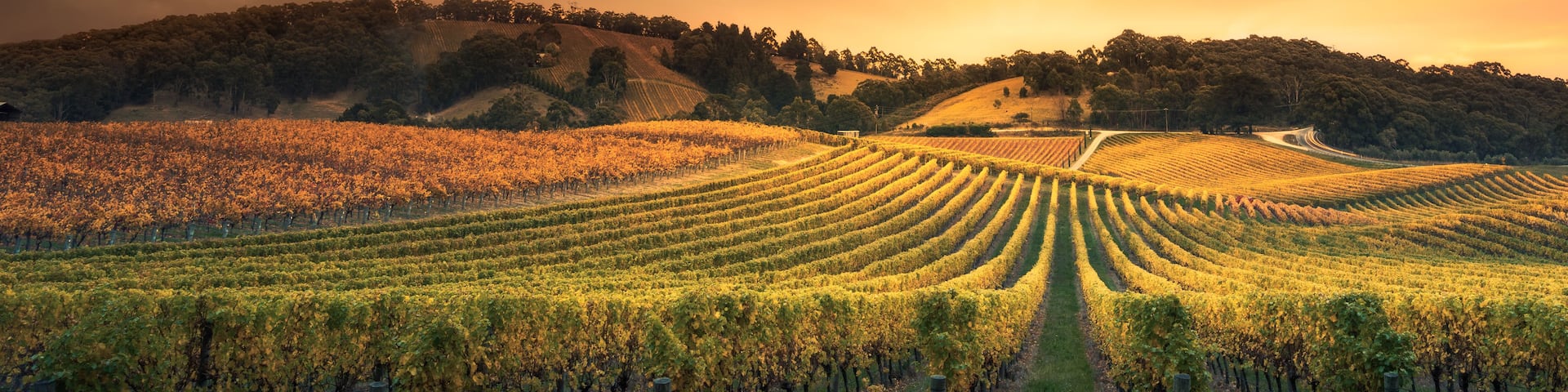 A vineyard with rows of grapevines under a sunset sky.