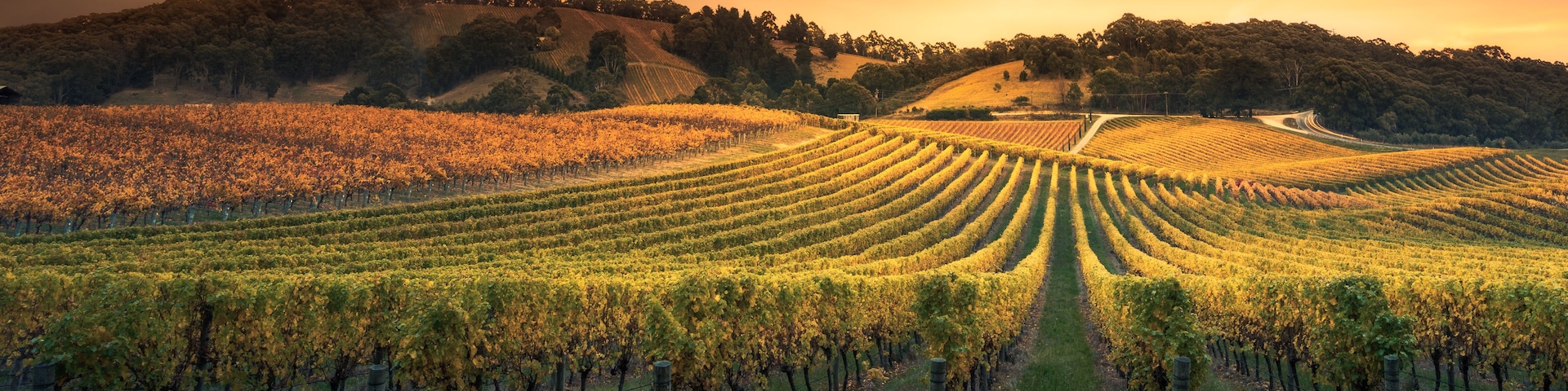 Un vignoble avec des rangées de vignes sous un ciel embrasé par le coucher du soleil.