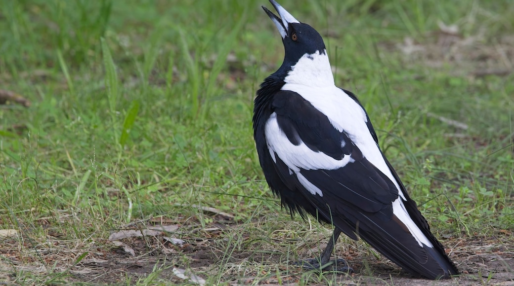 A black and white bird standing on grass.