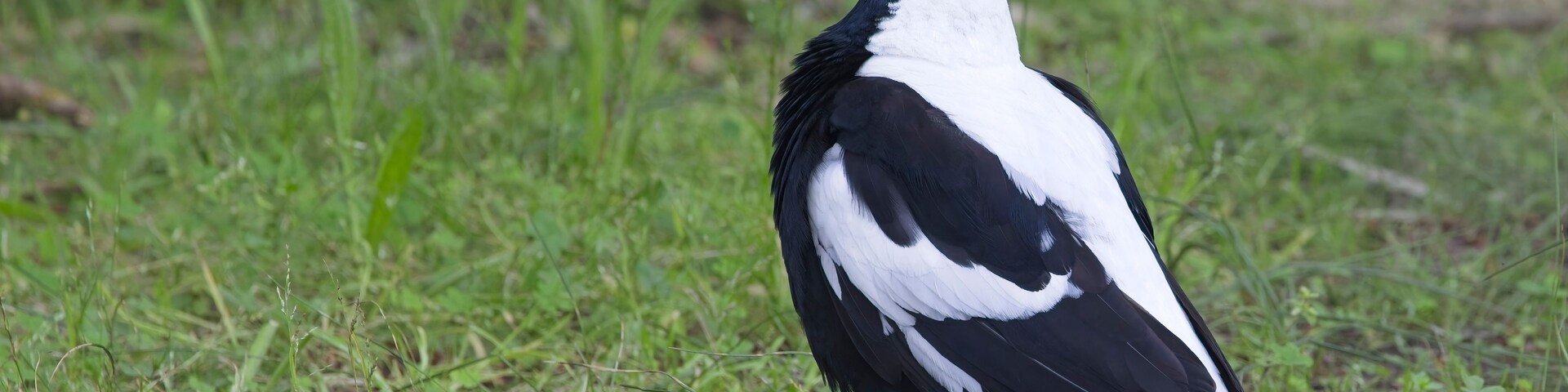 Um pássaro em preto e branco sobre a grama.