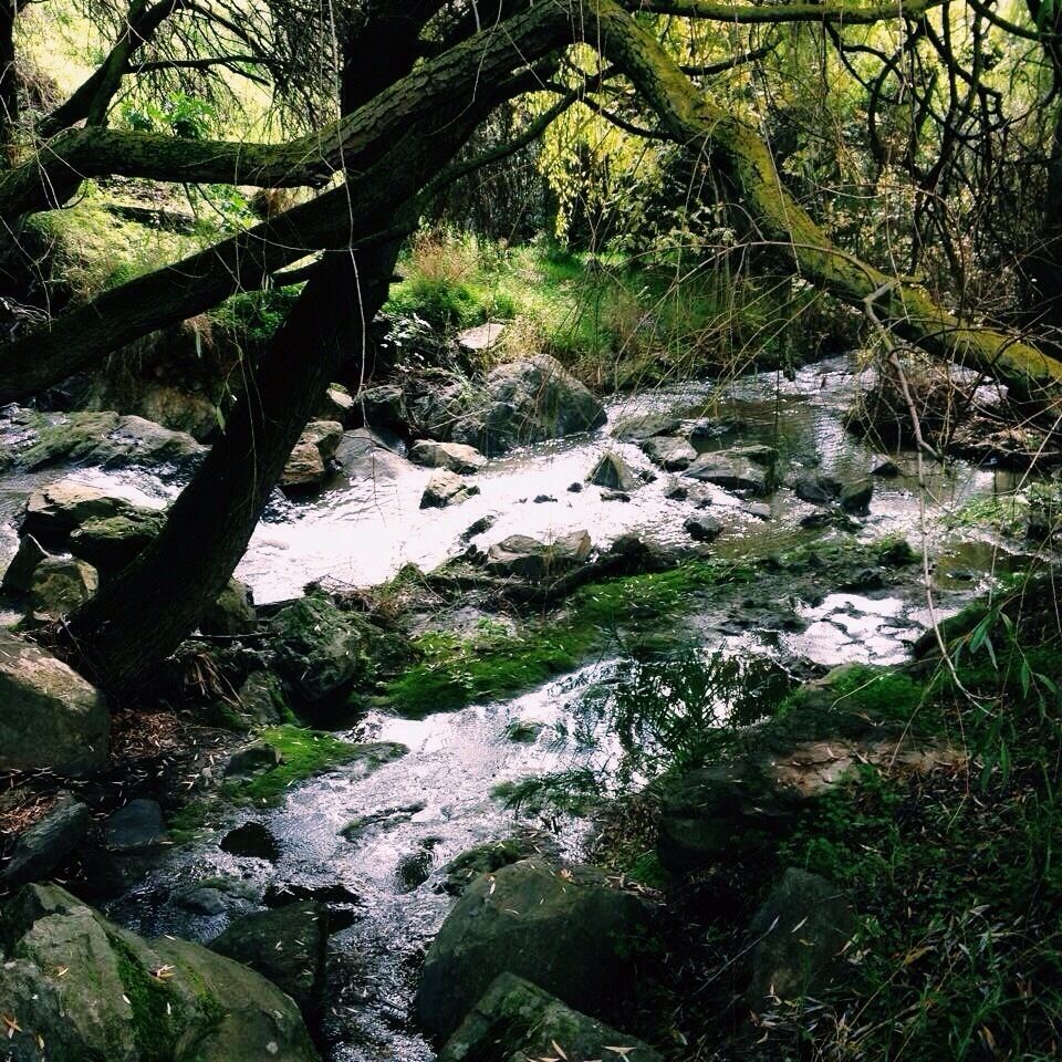 Stream leading to the pond in Happy Valley, South Australia
