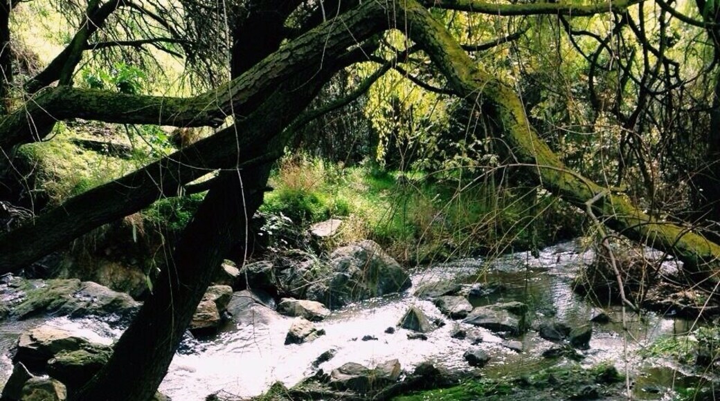 Stream leading to the pond in Happy Valley, South Australia