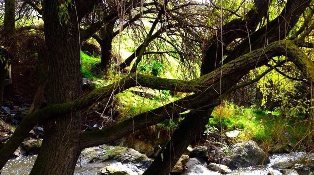 Stream in Happy Valley, South Australia