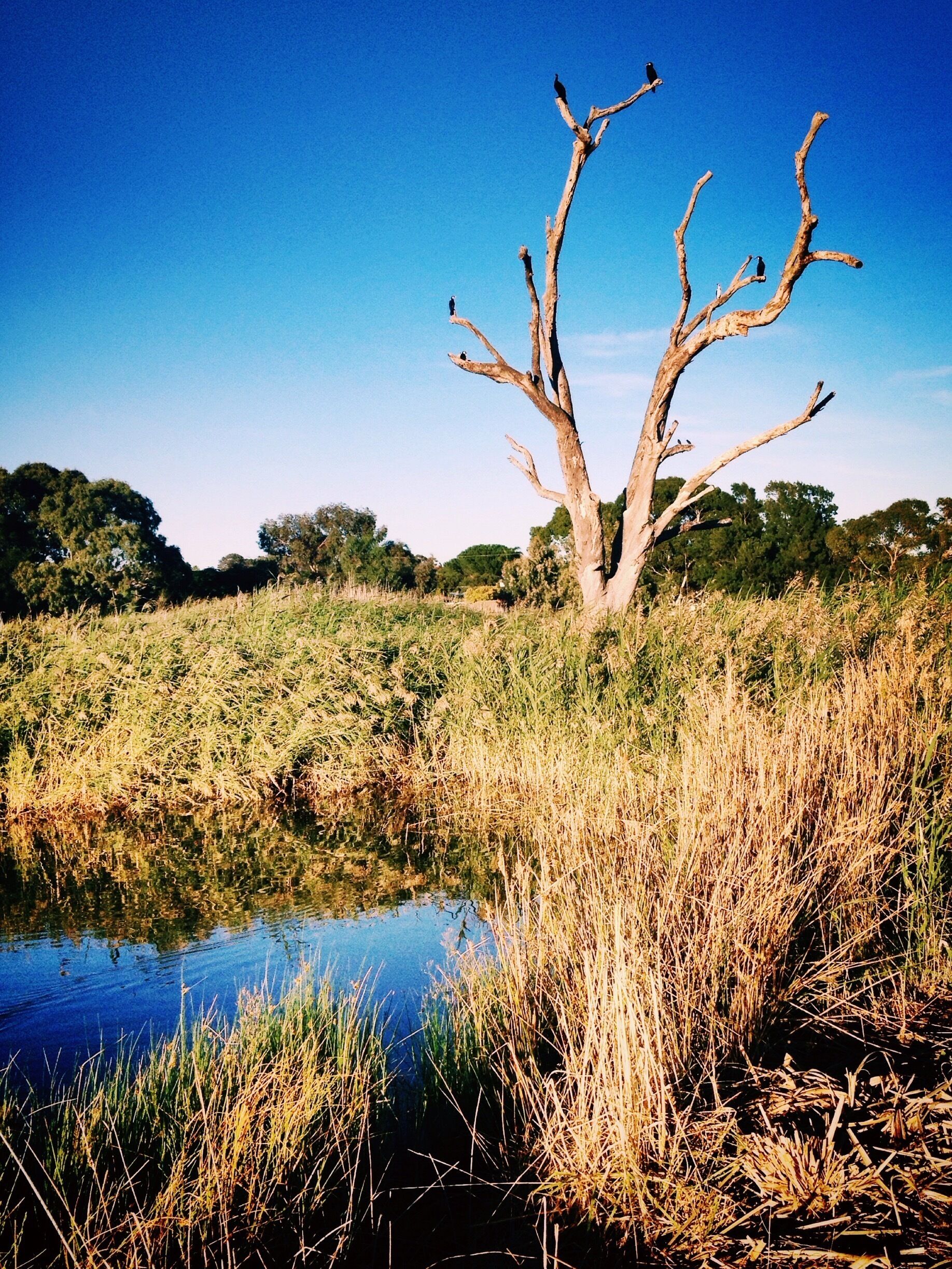 Water birds in the old tree 