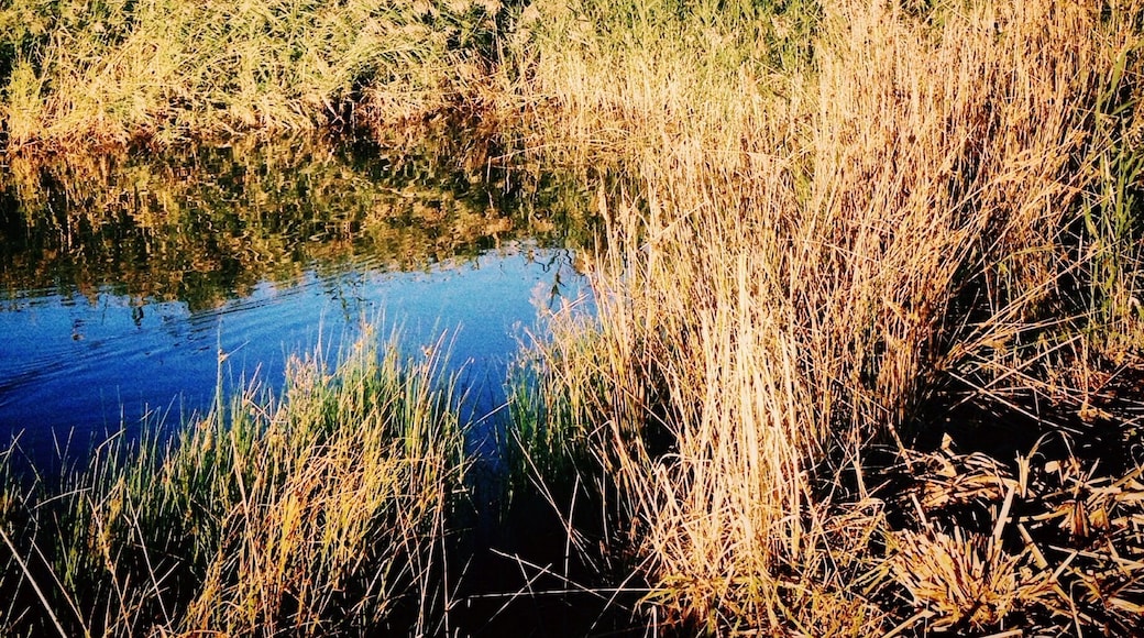Water birds in the old tree
