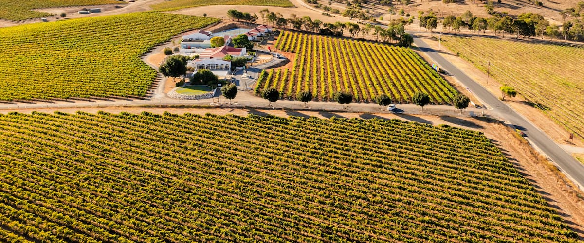 A vineyard with rows of grapevines, a building, and a road.