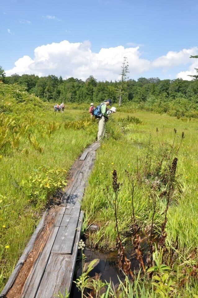 Moors at high elevation. We were in Aizu, Fukushima prefecture for a leisure hike through the moors. Lots of gorgeous marsh plants, as well as impressive trees.