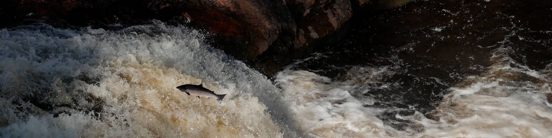 Atlantic salmon ( Salmo salar ) leaping up the River Shin