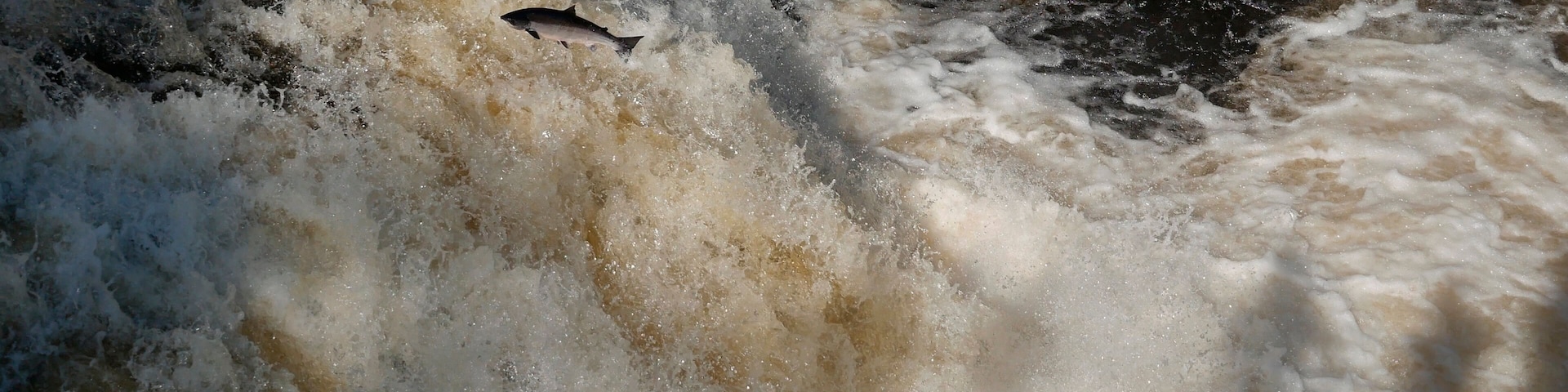 Atlantic salmon ( Salmo salar ) leaping up the River Shin