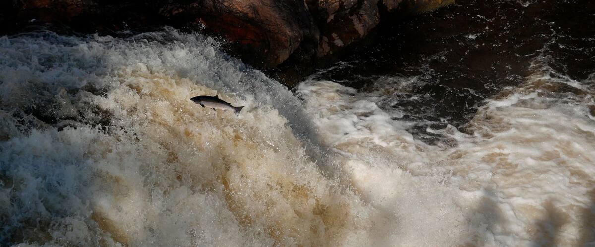 A turbulent river with a fish swimming near the surface.