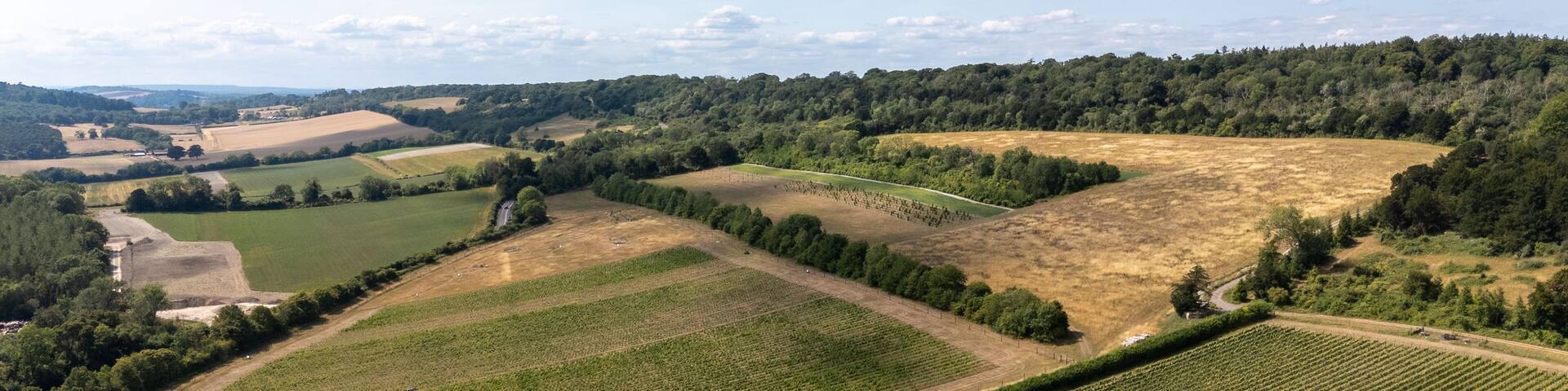 An aerial view of a vineyard with rows of grapevines, surrounded by fields and forests.