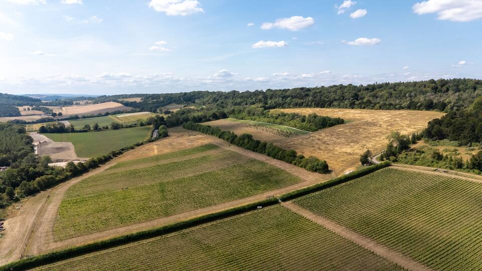 An aerial view of a vineyard with rows of grapevines, surrounded by fields and forests.