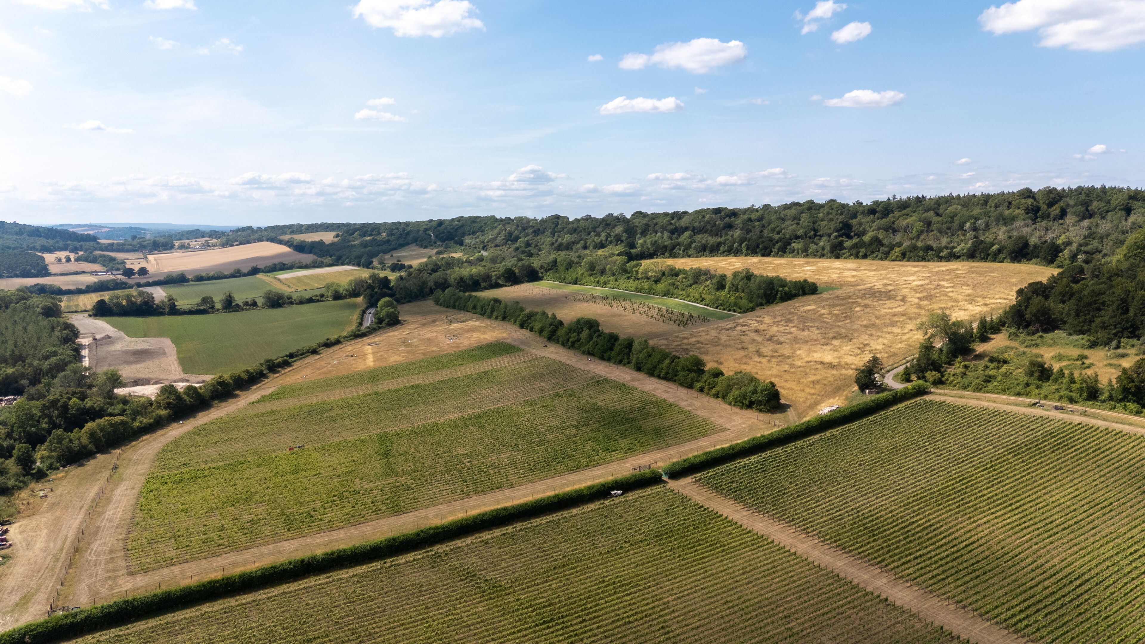 An aerial view of a vineyard with rows of grapevines, surrounded by fields and forests.