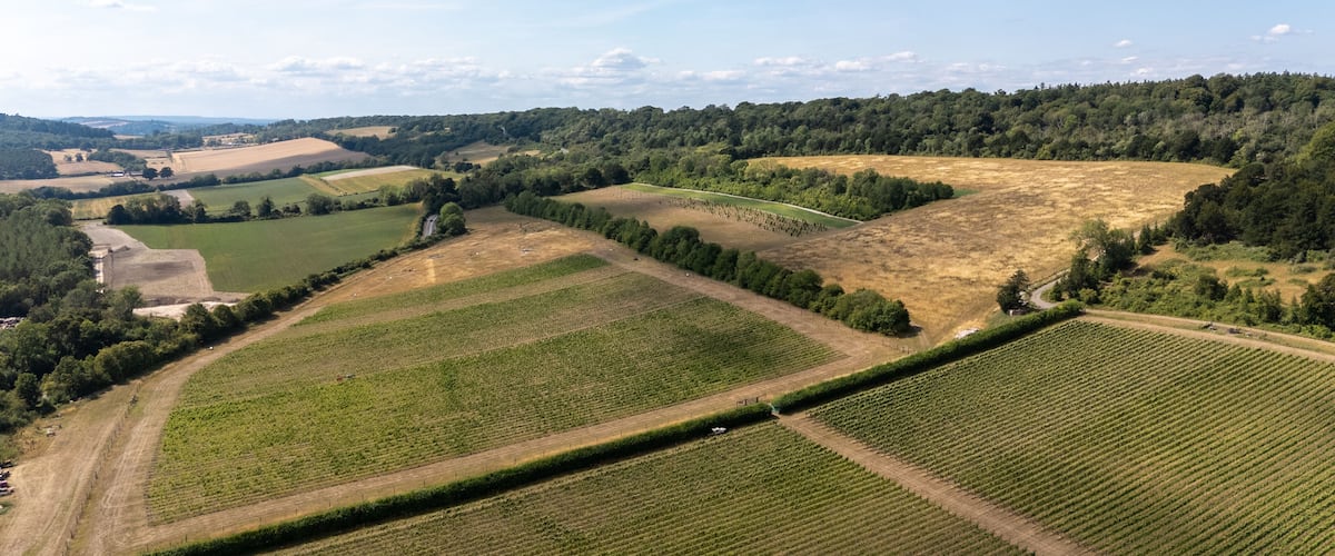 An aerial view of a vineyard with rows of grapevines, surrounded by fields and forests.