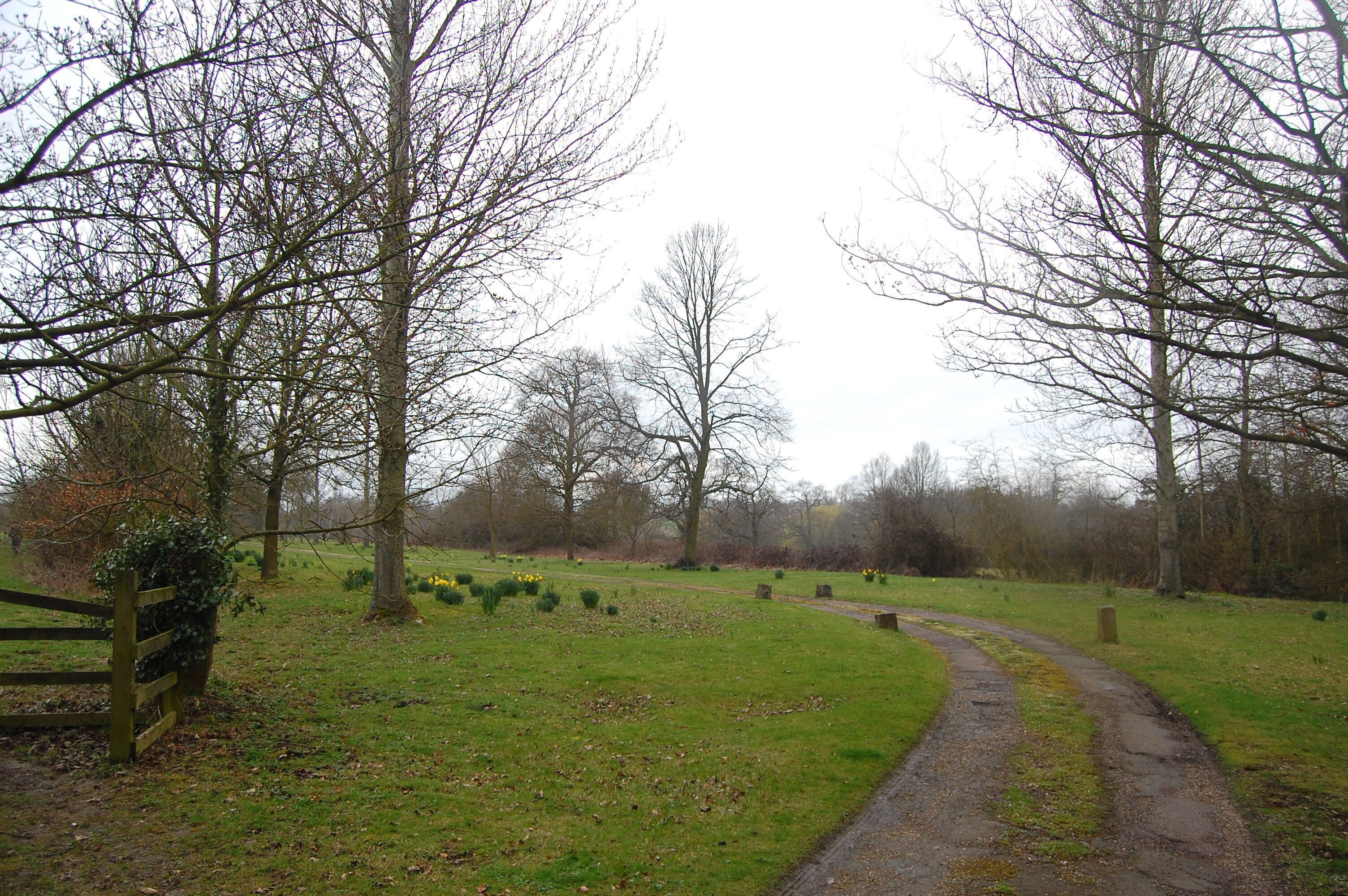 A rural pathway surrounded by trees and a grassy field with scattered flowers.