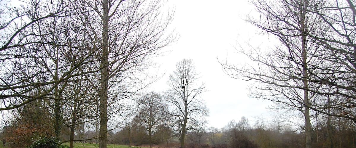 A rural pathway surrounded by trees and a grassy field with scattered flowers.