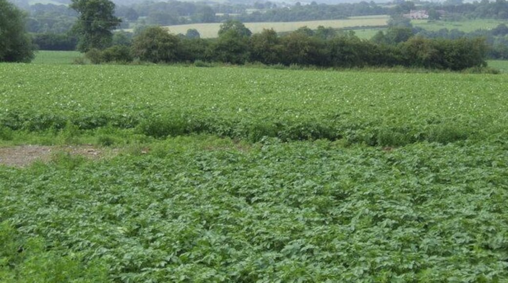 Potato country The Wye valley is a fertile location for a maturing potato crop. In the distance are Hay Bluff and Twmpa.