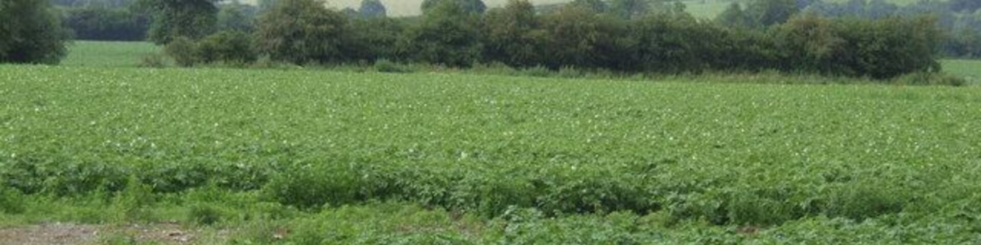 Un campo verde exuberante con una hilera de árboles al fondo.
