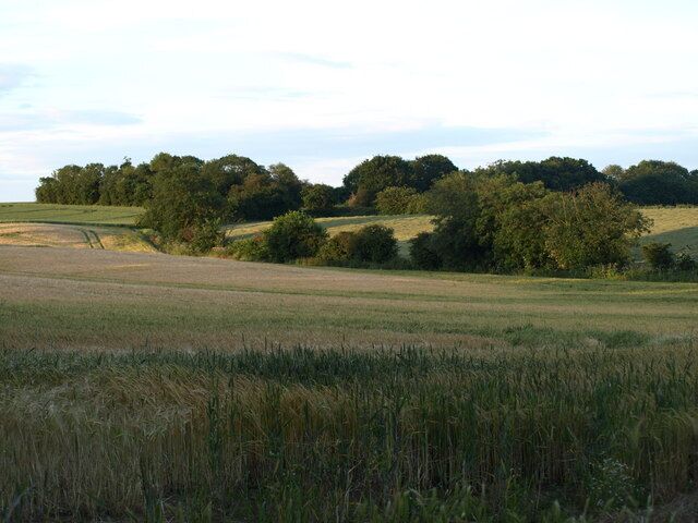 Looking North Eastish Field of crops and Hedgerow, just on the outskirts of Ampthill.