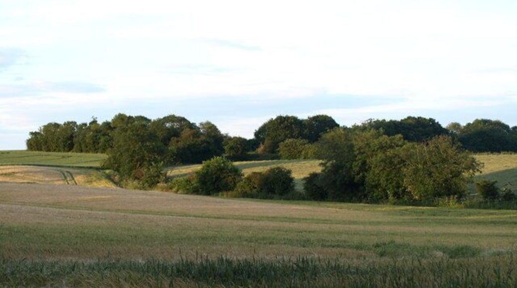 Looking North Eastish Field of crops and Hedgerow, just on the outskirts of Ampthill.