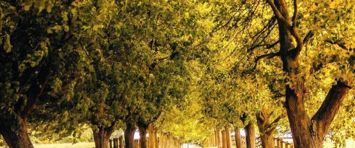 Houghton House Drive
Houghton House today is the shell of a 17th-century mansion commanding magnificent views, reputedly the inspiration for the ‘House Beautiful’ in John Bunyan’s Pilgrim’s Progress. The Drive leading down to the house.